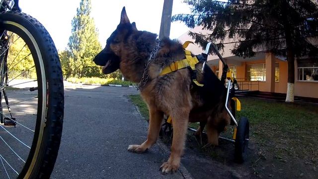 Багги на прогулке, в инвалидной коляске для собак смотреть онлайн