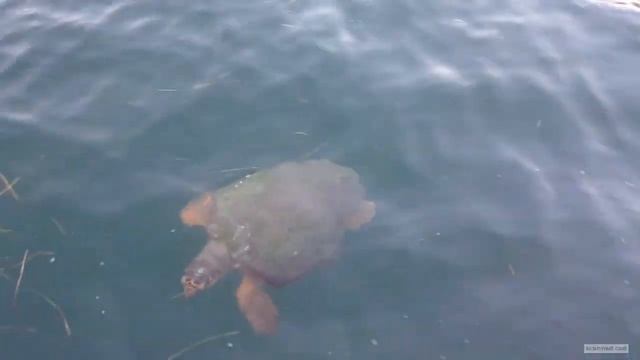 Морские черепахи на  острове Кефалония. Греция, г. Аргостоли.