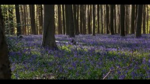 BLUE FOREST (HALLERBOS) | SONY FX3