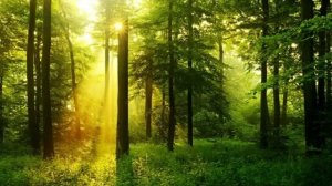 The sounds of a living forest .Звуки живого леса 