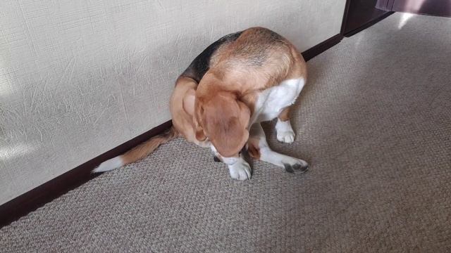 Что едят змеи Отправляю домовичка смотреть онлайн