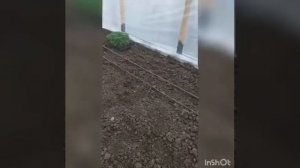 КАК САЖАТЬ ПОМИДОРЫ В ТЕПЛИЦЕ?