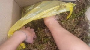 Пионы от Елены Гераськиной. Осень-21. Самые милые сорта в одной посылке. Распаковка.
