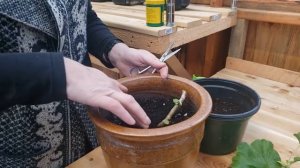 Замёрзла Герань  Как Обрезать и Посадить Новые Черенки.