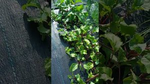 ЛУК , ЧЕСНОК И БУРЯК НА ЧЕРНОМ АГРОВОЛОКНЕ