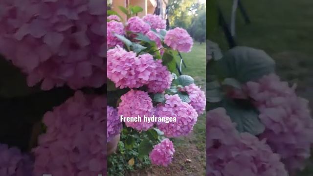 French hydrangea #beautifulflower