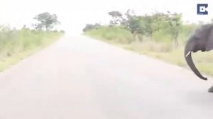 Слоненок обнаруживает свой хобот