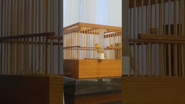 Молодой кенор(6месяцев) собирает песню смотреть онлайн