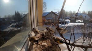 Птицы Сибири