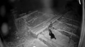 Волк напал на собаку.