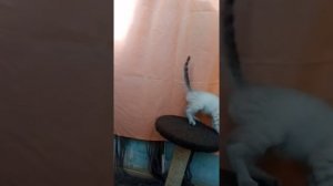 Тайские котята окраса "тэбби-пойнт"