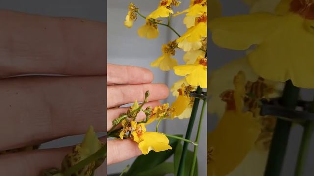 Онцидиум желтый. Заказать в СПб inst @janaplants смотреть онлайн