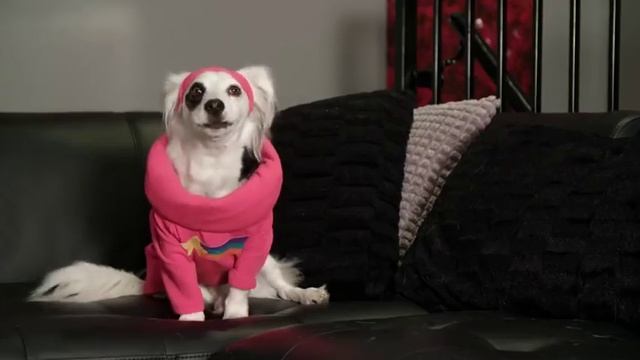 Gravity Paws - Favorite Characters смотреть онлайн