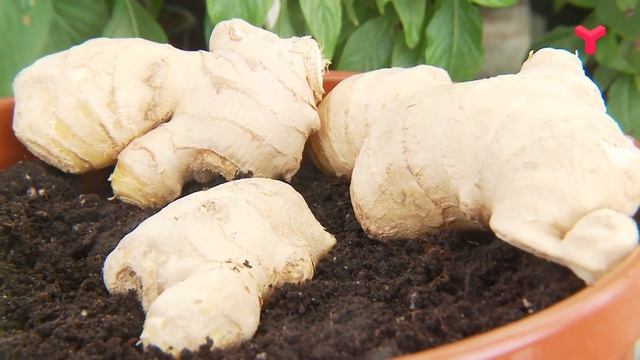 САДИМ ИМБИРЬ смотреть онлайн