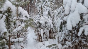 Зимний лес 10.12.2022