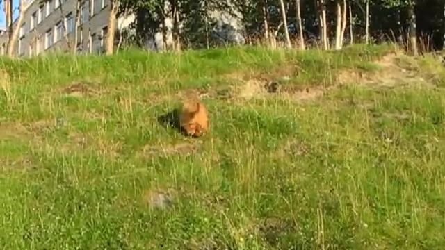 "Цвет Хибин" питомник русских цветных болонок
