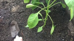 Сажаю рассаду в теплицу\ Как правильно посадить рассаду перца и томатов в теплицу?!