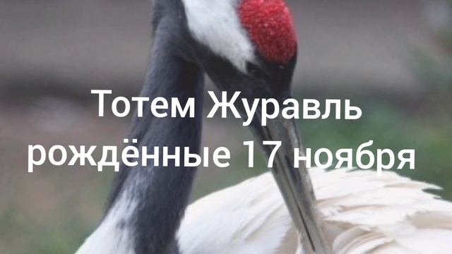 Тотем Журавль рождённые 17 ноября смотреть онлайн