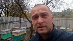 Закормка пчел в зиму. Когда можно кормить пчел.