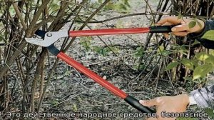 Чем подкормить жимолость весной