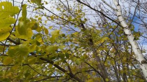 РОЖДЕСТВЕНСКИЙ ПОСТ.Что можно и нельзя делать