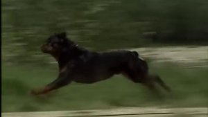 Ротвейлер все о породе