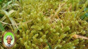 Лечение мхом уникальное целебное растение у Вас под ногами