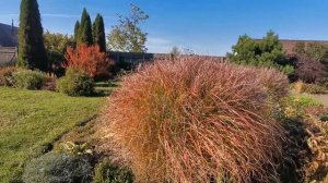 Мискантусы - удачные растения для осеннего цветника