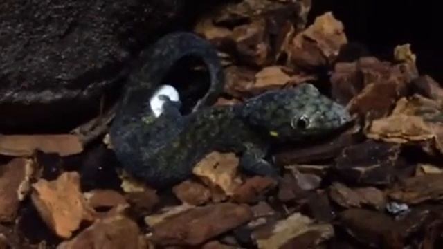 Eurydactylodes vieillardi laying eggs смотреть онлайн