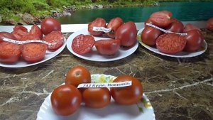 Томат Куум, созревший в теплице. Новинка. №742. Дегустация в мае.Ольга Чернова