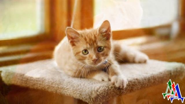 - Ох, бедолаги! - три рыжих КОТЁНКА сидели в густой траве. Крохи дрожали и жалобно попискивали… смотреть онлайн