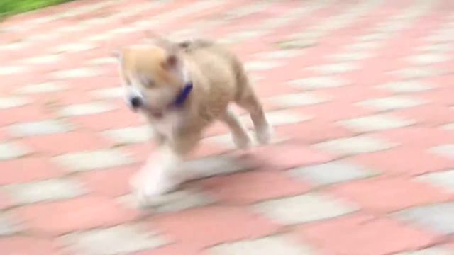 Акиты из питомника. смотреть онлайн