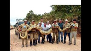 Самая длинная змея в мире.