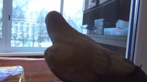 Попугай красиво поет и разговаривает, порода Жако