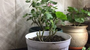 Подготовка пеларгонии к весне.Обязательно делаем так,чтобы пышно цвела герань.