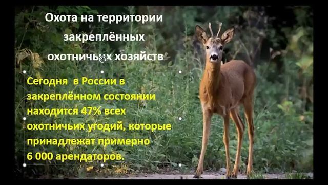 Изобилие дичи. От чего оно зависит и что мы об этом знаем смотреть онлайн