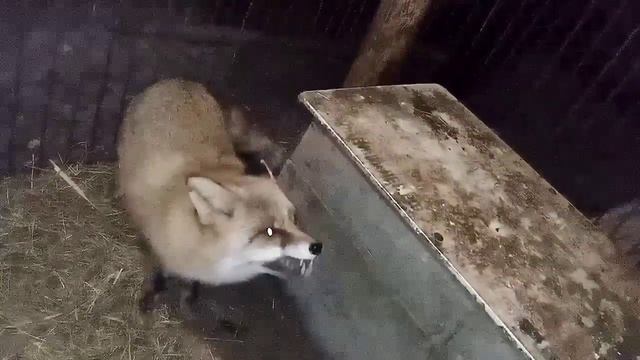 524. Маркиза - дневник приручения дикой лисы, ем только то что нравится. смотреть онлайн