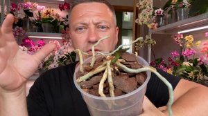 ОРХИДЕИ на ПЕНЬКАХ продление жизни орхидеям и размножение орхидей