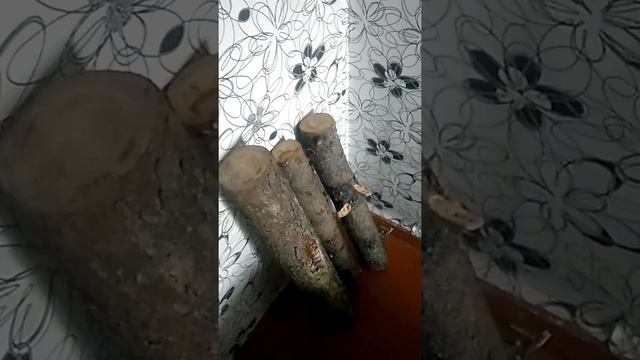 Манок (труба) на изюбря. Изготовление. смотреть онлайн