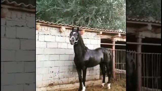 Черный жеребец