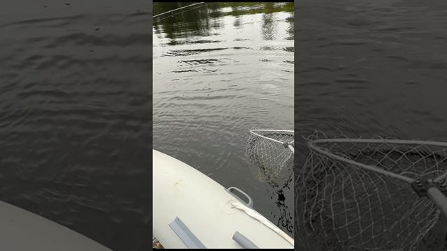 ТРОФЕЙНАЯ ЩУКА . 1 часть. Полное видео в профиле.