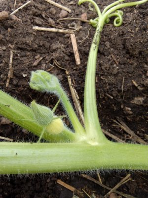 13. Формирование Гигантской тыквы. Плети второго порядка 2023 г