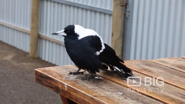 Kangaroo Island Wildlife Park a Zoo in Adelaide offering Wild Animal Park