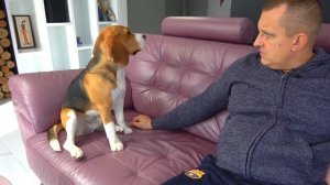 СТРАШНЫЙ ПОДАРОК ДЛЯ ШЕРЛОКА на ХЭЛЛОУИН. Брос Шоу Пет