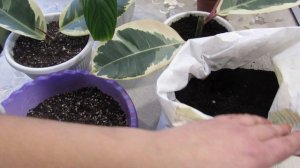 ГРУНТ ДЛЯ ФИАЛОК НЕ ПОДХОДИТ !! ДЛЯ ДРУГИХ РАСТЕНИЙ.