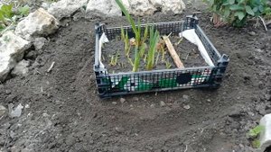 СЕКРЕТ И ХИТРОСТИ ПОСАДКИ ГЛАДИОЛУСОВ. Как посадить гладиолусы, чтобы были мощные соцветия!
