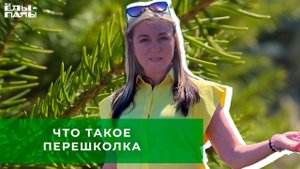 Что такое перешколка . Расскажет главный агроном питомника "Ёлы-палы", Ольга Валерьевна.