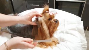 Как побрить ушки йорку. Сделать окантовку ушек триммером. Гигиена ушек йорка. Триммер Moser Prima.