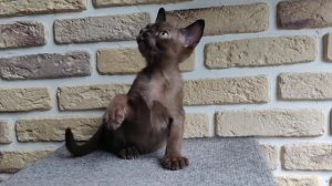 #БУРМАХЭМ / Бурманский котенок / Соболиный окрас / Burmese kitten