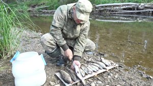 В МАЛЕНЬКОЙ РЕЧКЕ, НАЛОВИЛИ МНОГО ХАРИУСА. ЧИСТКА, ЗАСОЛКА РЫБЫ НА ХРАНЕНИЕ В ЖАРУ. ГОТОВИМ РЫБУ.